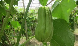 网红吃佛手瓜视频播放,视频播放量爆表，网友热议口感与营养