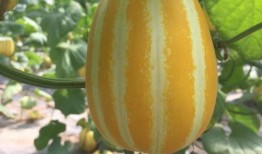 网红瓜怎么吃,轻松解锁美味新境界