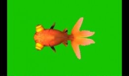 金鱼爆料视频大全下载安装,下载安装攻略全解析