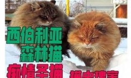 动物父配视频在线观看,父配视频带你领略亲子情深