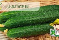 免费吃瓜套路,揭秘网络营销新手段