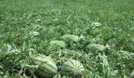 新郑市龙湖镇网红吃瓜,网红吃瓜盛地，探寻夏日消暑新风尚