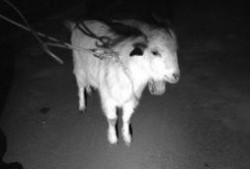 小羊最新爆料,揭秘娱乐圈幕后真相