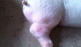 猪链球菌爆料怎么做的视频,揭秘视频实操步骤