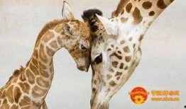 动物父配视频在线观看,父配视频带你领略亲子情深