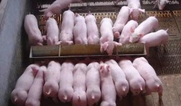 猪链球菌爆料怎么做的视频,揭秘视频实操步骤