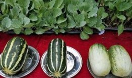 娱乐吃瓜壁纸图,吃瓜群众眼中的明星幕后故事