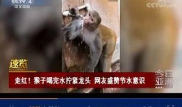 猴子再次爆料视频大全集,揭秘娱乐圈幕后真相